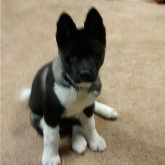 chip0077